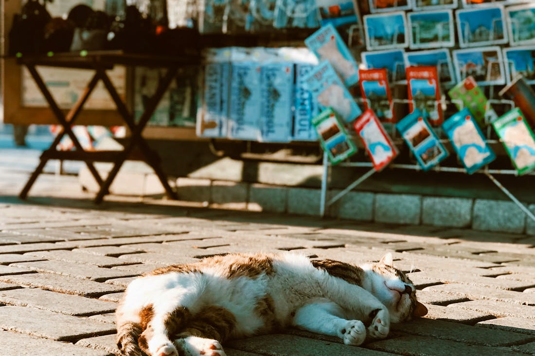 The Future of Electric Vehicles: Innovations, Benefits, and What to Expect Image 3