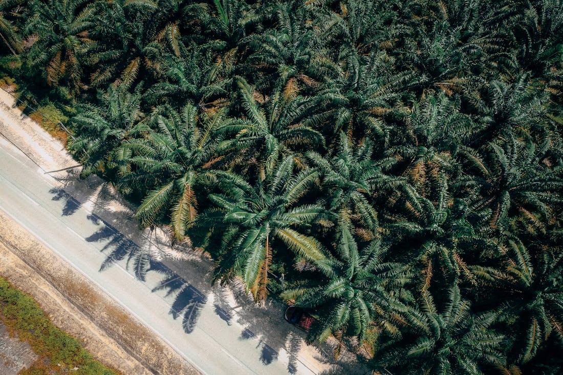 The Future of Sustainable Transportation: Embracing Electric Vehicles for a Greener Planet Image 1