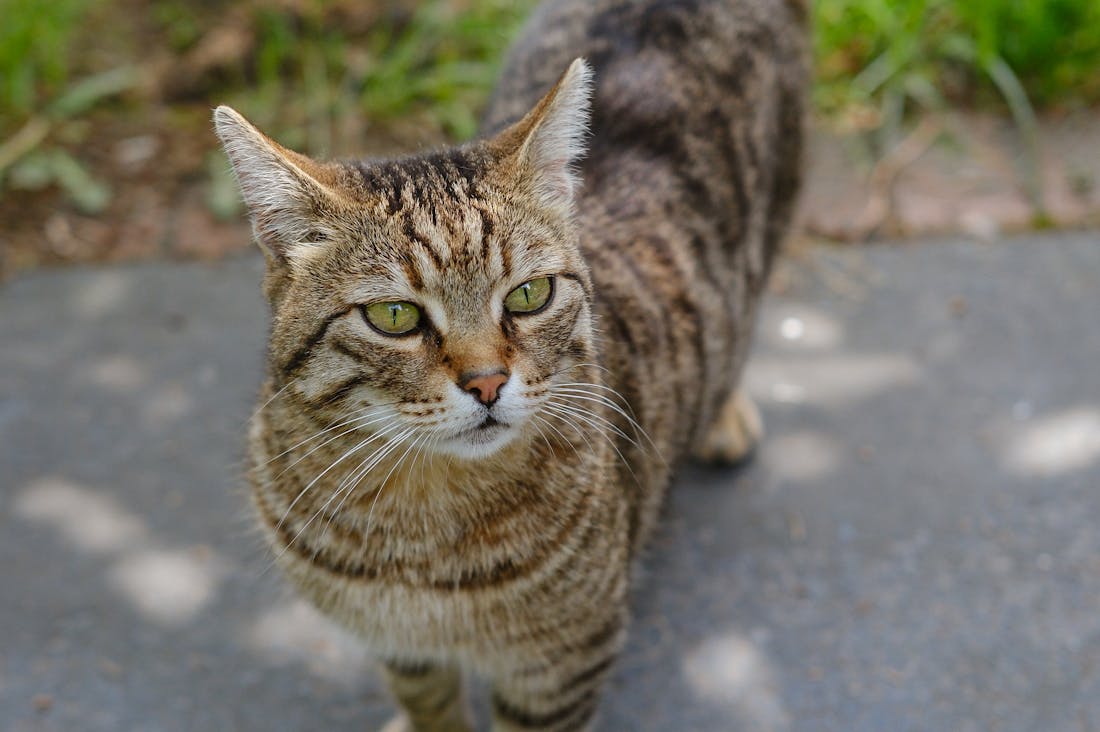 The Green Machine: How Eco-Friendly Cars are Changing the Future of Transportation Image 3