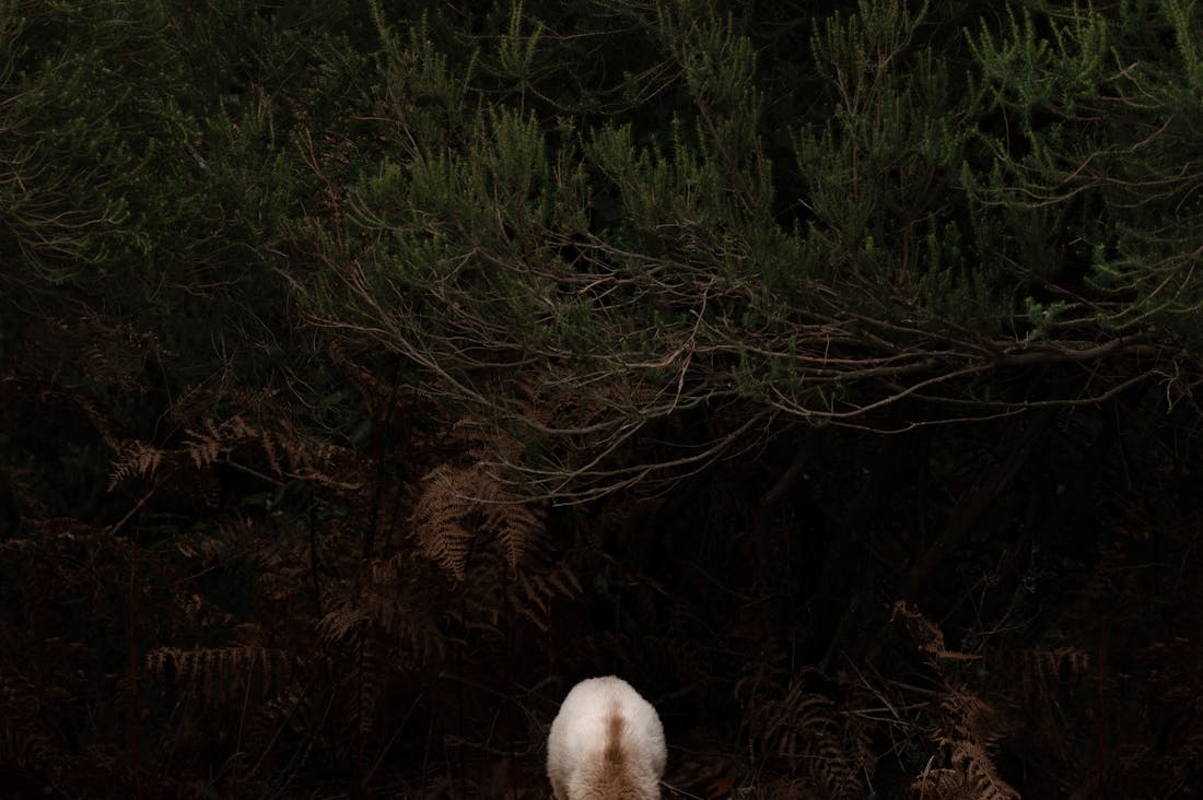 The Joy of Traveling Nature: Embracing Sustainable Tourism for a Greener Planet