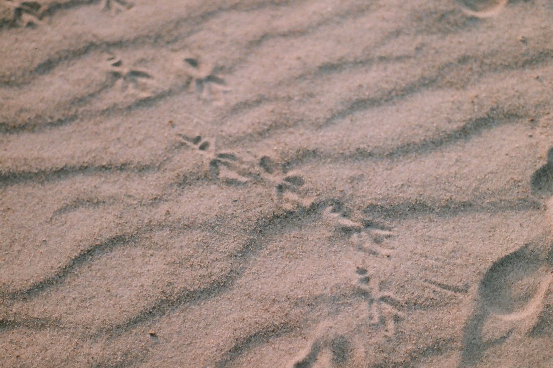 Thriving on Nature Trips: Tips for Sustainable Camping and Hiking Image 2