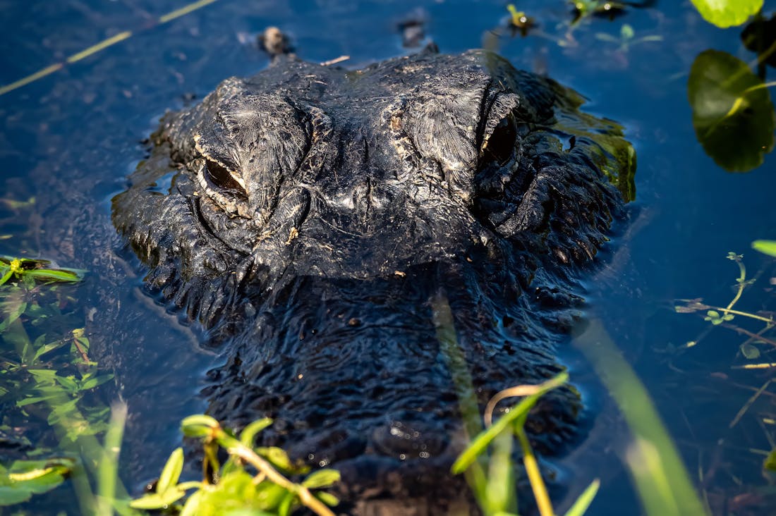 Understanding Credit Scores: How They Affect Your Financial Future Image 2