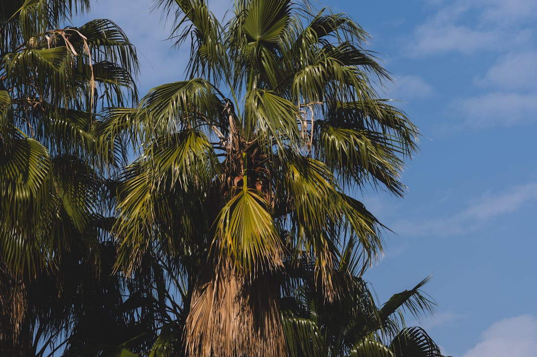 Traveling Responsibly: How to Explore the World While Minimizing Your Carbon Footprint Image 2