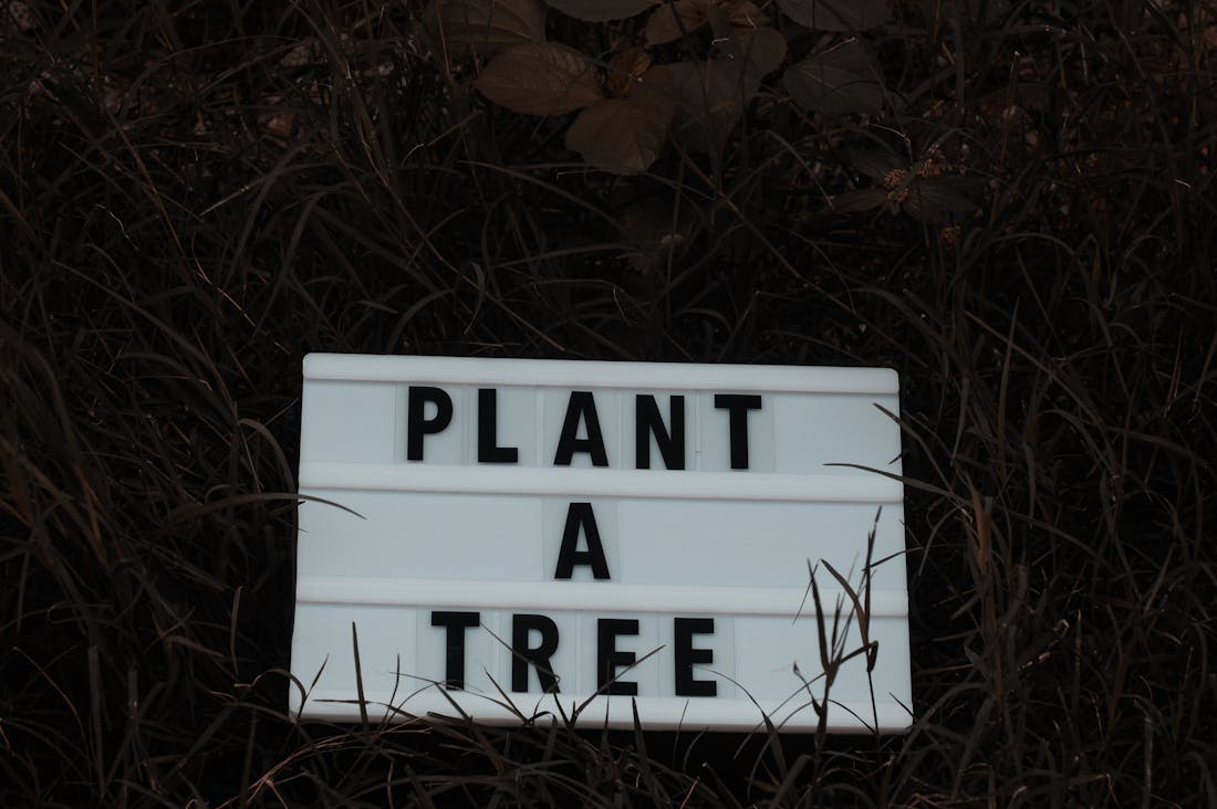 Traveling Sustainably: Tips for Eco-Conscious Adventurers Image 2