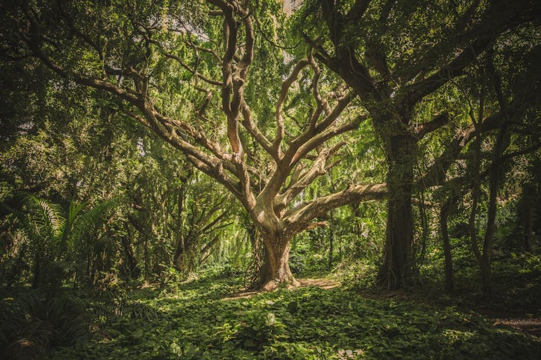 The Vital Role of Forestry in Environmental Health