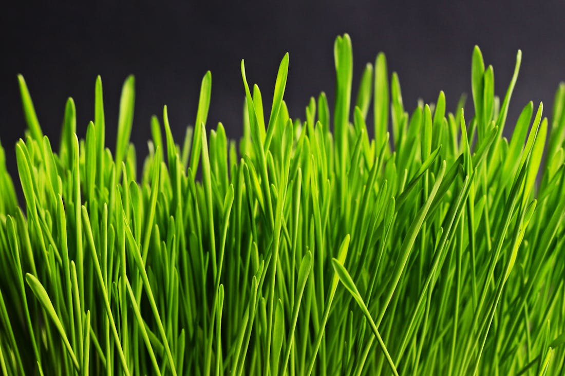 Boosting Immunity with Everyday Foods: Simple Choices for a Healthier You Image 2