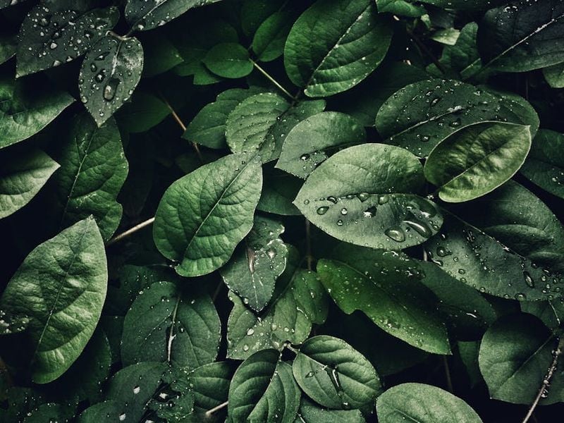 Landscaping Tips to Prepare Your Yard for Winter