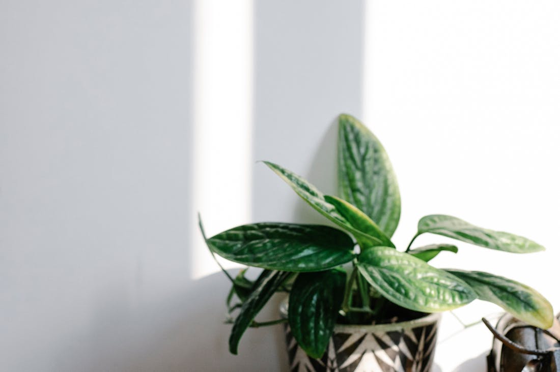 Practical Strategies for Sustainable Living at Home Image 1