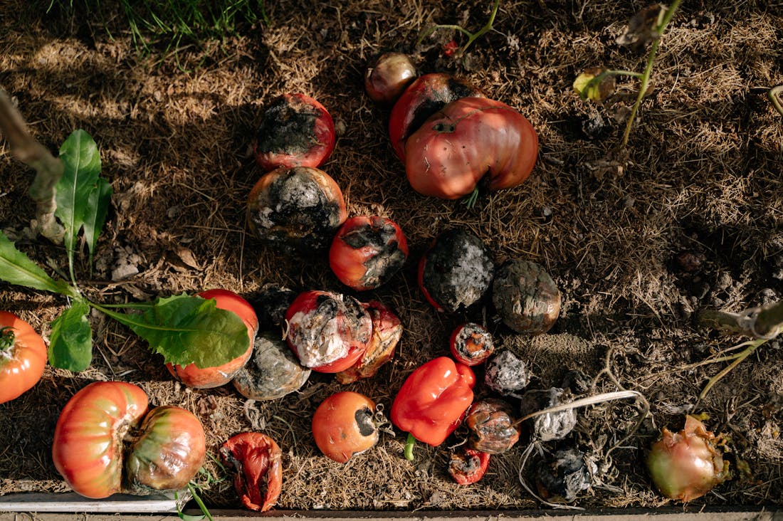 Ultimate Guide to Sustainable Living: Simple Changes for a Healthier Planet Image 1