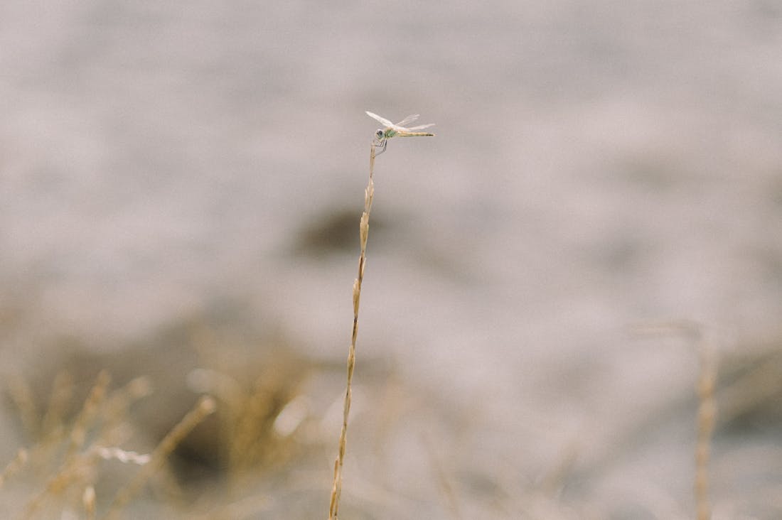 Traveling Sustainably: Essential Practices for Eco-Friendly Adventures Image 1