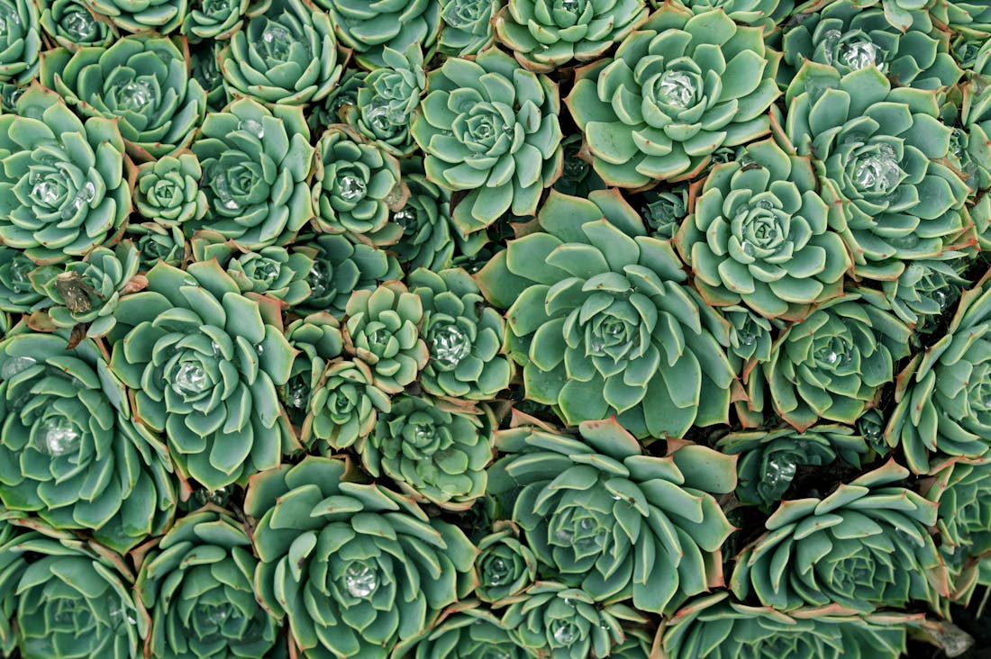 Sustainable Living Made Easy: Practical Steps for a Greener Lifestyle Image 1