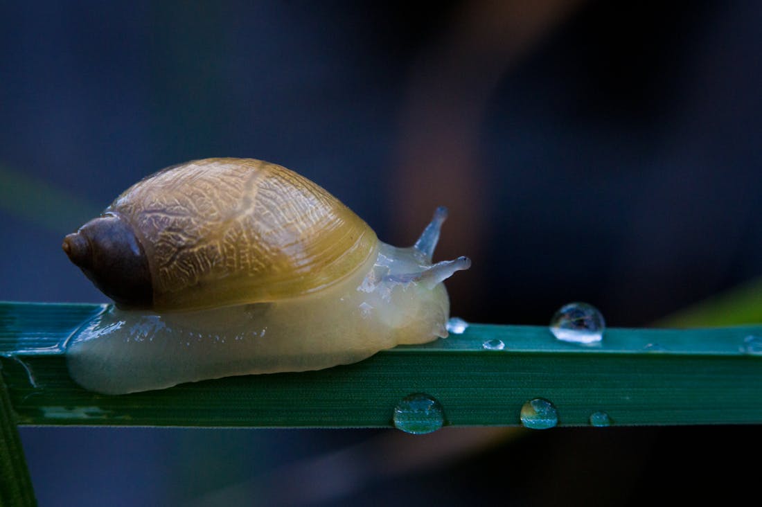 The Art of Slow Living: How to Cultivate Joy and Simplicity in Your Life Image 1