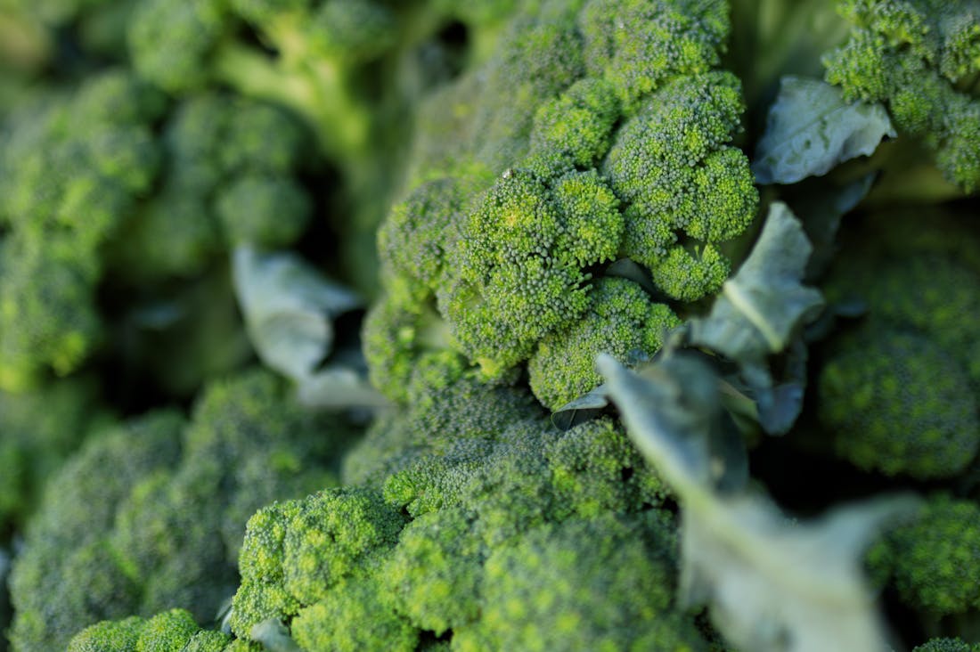 The Importance of Plant-Based Diets: Unlocking Health Benefits and Sustainable Living Image 1