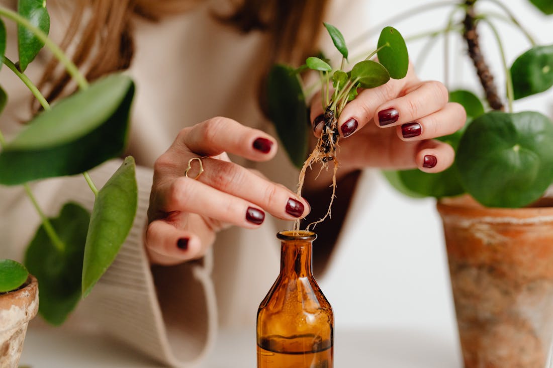 Boosting Immunity: Proven Strategies for Optimal Health in Every Season Image 1