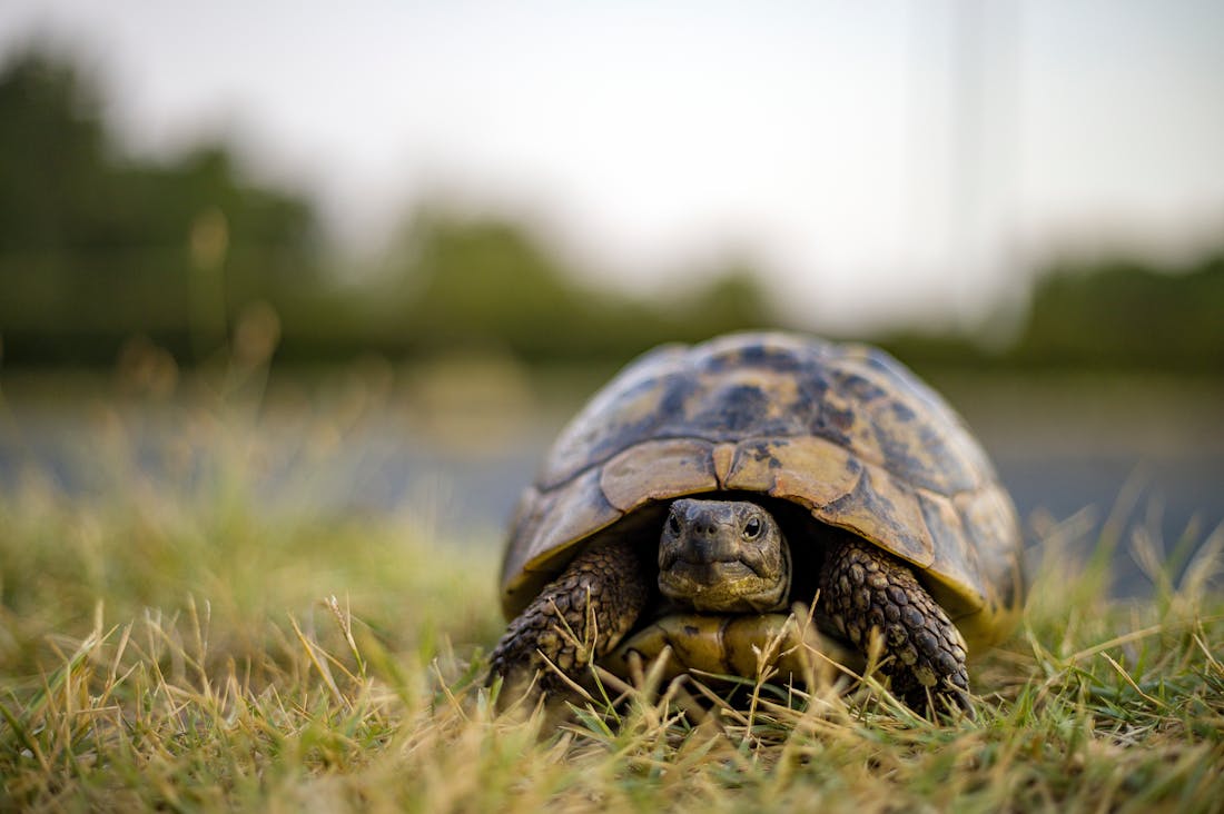 Rediscovering the Art of Slow Living: Embracing Mindfulness in a Fast-Paced World Image 1