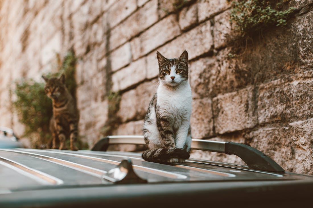 Revving Up Performance: How to Maintain Your Vehicle for Safety and Longevity Image 3